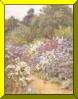 Michaelmas Daisies, Helen Allingham